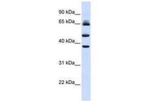 Image no. 1 for anti-F-Box and Leucine-Rich Repeat Protein 3 (FBXL3) (AA 144-193) antibody (ABIN6743156) (FBXL3 anticorps  (AA 144-193))