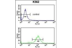 OBEC3F Antibody (N-term) 9176a flow cytometry analysis of K562 cells (bottom histogram) compared to a negative control cell (top histogram). (APOBEC3F anticorps  (N-Term))
