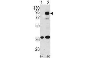 Image no. 1 for anti-Prospero Homeobox 1 (PROX1) (C-Term) antibody (ABIN357417) (PROX1 anticorps  (C-Term))
