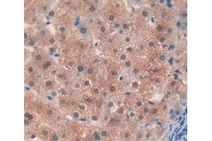 Used in DAB staining on fromalin fixed paraffin- embedded liver tissue (OS9 anticorps  (AA 466-667))