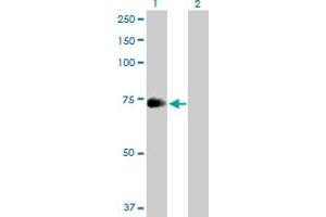 Western Blot analysis of ZNF23 expression in transfected 293T cell line by ZNF23 MaxPab polyclonal antibody. (ZNF23 anticorps  (AA 1-643))