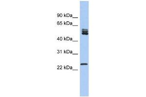 SFRS7 antibody used at 1 ug/ml to detect target protein. (SFRS7 anticorps  (N-Term))