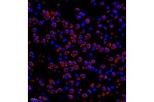Immunofluorescence of paraffin embedded mouse brain using Neurturin (ABIN7074832) at dilution of 1:1000 (400x lens) (Neurturin anticorps)