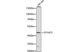 Western blot analysis of extracts of rat eye, using ZFYVE27 antibody (ABIN7271557) at 1000 dilution. (ZFYVE27 anticorps  (AA 217-411))