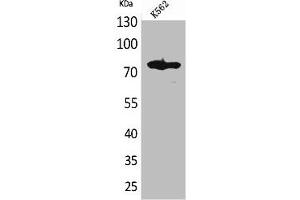 Western Blot analysis of K562 cells using FOXP1 Polyclonal Antibody