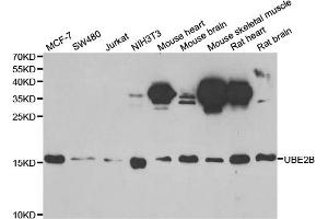 Western blot analysis of extracts of various cell lines, using UBE2B antibody. (UBE2B anticorps)