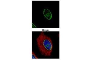 ICC/IF Image Confocal immunofluorescence analysis (Olympus FV10i) of methanol-fixed HeLa, using Lamin A + C, antibody (Green) at 1:500 dilution.