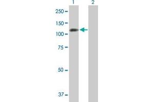 Western Blot analysis of PPP1R13L expression in transfected 293T cell line by PPP1R13L MaxPab polyclonal antibody.