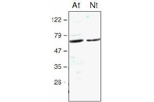 Western blot analysis of Arabidopsis thaliana (At) and Nicotiana tabacum (Nt) chloroplast proteins with anti-STN7 kinase (STN7 Kinase anticorps)