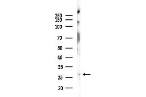 anti-Origin Recognition Complex, Subunit 6 (ORC6) (C-Term) antibody