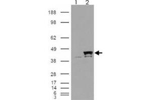 293 overexpressing PPID and probed with PPID polyclonal antibody  (mock transfection in first lane), tested by Origene.