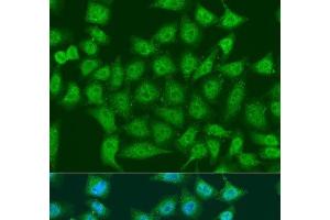 Immunofluorescence analysis of U2OS cells using EGLN3 Polyclonal Antibody at dilution of 1:100. (EGLN3 anticorps)