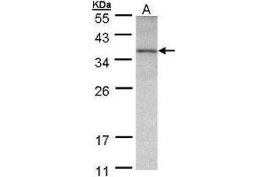 WB Image Sample (30 ug of whole cell lysate) A: A431 , 12% SDS PAGE antibody diluted at 1:500 (OTC anticorps)