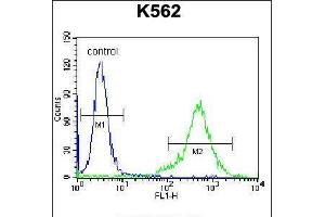 Flow cytometric analysis of K562 cells (right histogram) compared to a negative control cell (left histogram).