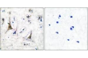 Immunohistochemistry analysis of paraffin-embedded human brain tissue, using PGP9. (UCHL1 anticorps  (AA 171-220))