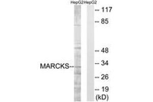 Western blot analysis of extracts from HepG2 cells, treated with LPS 100ng/ml 30', using MARCKS (Ab-163) Antibody. (MARCKS anticorps  (AA 136-185))