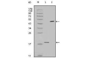 Western blot analysis using survivin mouse mAb against full-length survivin recombinant protein (1) and full-length survivin-GFP transfected Cos7 cell lysate (2).