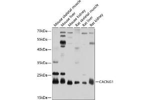 Western blot analysis of extracts of various cell lines, using C antibody (ABIN6130025, ABIN6137823, ABIN6137824 and ABIN6214115) at 1:1000 dilution. (CACNG1 anticorps  (AA 30-110))