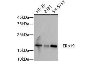 Western blot analysis of extracts of various cell lines, using (ABIN7270799) at 1:1000 dilution.