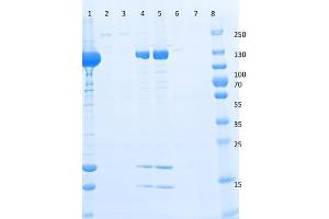 SDS-PAGE (SDS) image for DYKDDDDK Tag peptide (DYKDDDDK Tag) (ABIN1607595)