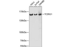 Western blot analysis of extracts of various cell lines, using TCERG1 antibody (ABIN7270879) at 1:1000 dilution. (TCERG1 anticorps  (AA 550-650))
