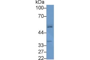 Western Blot; Sample: Human Placenta lysate; Primary Ab: 1µg/ml Rabbit Anti-Human FSCN2 Antibody Second Ab: 0.