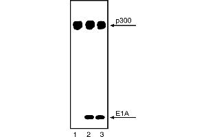Western Blotting (WB) image for anti-E1A Binding Protein P300 (EP300) antibody (ABIN967440) (p300 anticorps)
