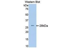 Western Blotting (WB) image for anti-Brain-Derived Neurotrophic Factor (BDNF) (AA 20-252) antibody (ABIN3209745) (BDNF anticorps  (AA 20-252))