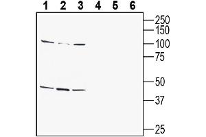 Western blot analysis of human  monocytic leukemia cell line lysate (lanes 1 and 4), human Jurkat T-cell leukemia cell line lysate (lanes 2 and 5) and human SH-SY5Y neuroblastoma cell line lysate (lanes 3 and 6):1-3. (GPR142 anticorps  (Extracellular))