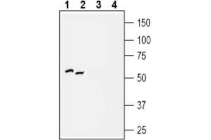 Western blot analysis of rat (lanes 1 and 3) and mouse (lanes 2 and 4) brain membranes:  - 1, 2. (P2Y2 Receptor anticorps  (3rd Intracellular Loop))