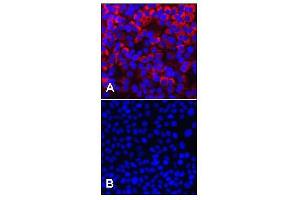 Immunofluorescent detection of HCV NS3. (HCV NS3 anticorps)