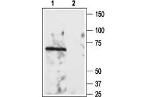 Western blot analysis of rat brain lysate: - 1. (RTN4R anticorps  (Extracellular))