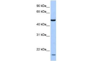 Western Blotting (WB) image for anti-Zinc Finger Protein 764 (ZNF764) antibody (ABIN2458207) (ZNF764 anticorps)