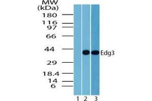 Image no. 2 for anti-Sphingosine-1-Phosphate Receptor 3 (S1PR3) (AA 300-350) antibody (ABIN960336) (S1PR3 anticorps  (AA 300-350))