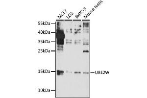 Western blot analysis of extracts of various cell lines, using UBE2W antibody (ABIN7271182) at 1:1000 dilution. (UBE2W anticorps  (AA 40-110))