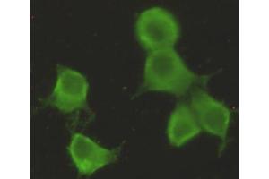 Immunocytochemistry stain of Hela using CHRDL1 mouse mAb (1:300). (CHRDL1 anticorps)