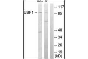 Western blot analysis of extracts from HeLa/Jurkat cells, using UBF1 Antibody . (UBTF anticorps  (Internal Region))