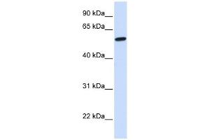 NELF antibody used at 1 ug/ml to detect target protein. (NMDA Receptor Synaptonuclear Signaling and Neuronal Migration Factor (NSMF) (N-Term) anticorps)