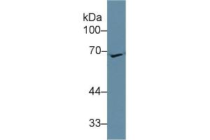 Detection of APOH in Mouse Kidney lysate using Polyclonal Antibody to Apolipoprotein H (APOH)