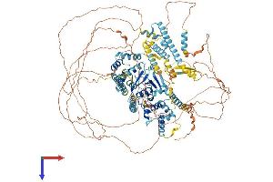 AlphaFold protein structure predicition of Mouse Recombinant Ercc5 Protein, UniprotID P35689