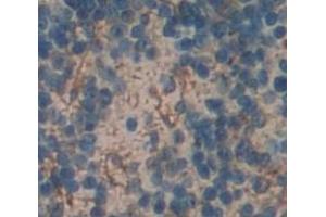 Used in DAB staining on fromalin fixed paraffin- embedded Kidney tissue (EMR2 anticorps  (AA 347-509))