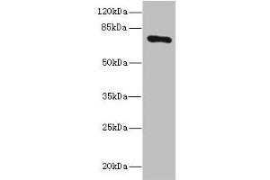 Western blot All lanes: SLCO2B1 antibody at 1. (SLCO2B1 anticorps  (AA 130-210))