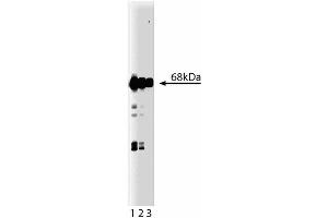Western blot analysis of Munc-18 on a rat cerebrum lysate. (STXBP1 anticorps  (AA 18-1))