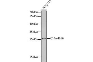 Western blot analysis of extracts of NIH/3T3 cells, using C14orf166 antibody (ABIN6127699, ABIN6137728, ABIN6137729 and ABIN6220257) at 1:1000 dilution. (C14orf166 anticorps  (AA 1-244))