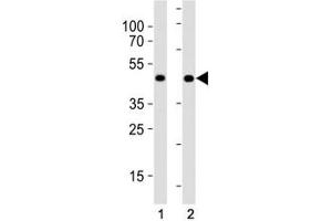 MyoD antibody western blot analysis in (1) HeLa cell line and (2) human placenta tissue lysate.