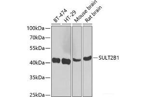 Western blot analysis of extracts of various cell lines using SULT2B1 Polyclonal Antibody at dilution of 1:1000. (SULT2B1 anticorps)