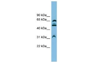 WB Suggested Anti-WDR1 Antibody Titration: 0. (WDR1 anticorps  (N-Term))