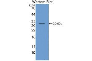 Western Blotting (WB) image for anti-Protein S (PROS) (AA 416-646) antibody (ABIN1860324) (PROS1 anticorps  (AA 416-646))