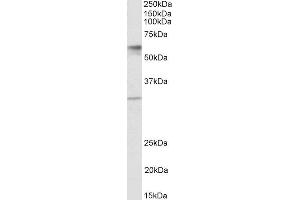 ABIN2559947 (1µg/ml) staining of Human Placenta lysate (35µg protein in RIPA buffer). (Solute Carrier Family 17 (Acidic Sugar Transporter), Member 5 (SLC17A5) (AA 85-99) anticorps)