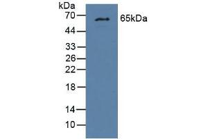 Western blot analysis of Mouse Liver Tissue. (GCKR anticorps  (AA 17-261))